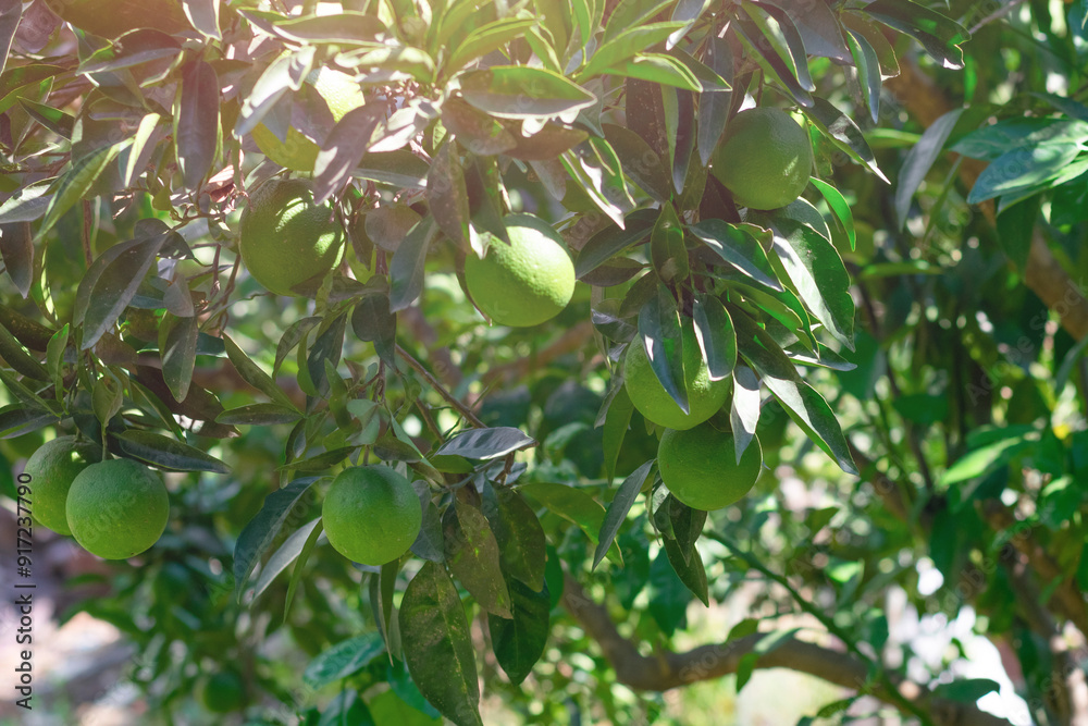 Green unripe, immature orange fruits on tree on blue sky and bright sunlight.Farming cultivation harvesting fruits on countryside, orchard Green unripe, immature orange fruits on tree on blue sky and bright sunlight.Farming cultivation harvesting fruits on countryside, orchard