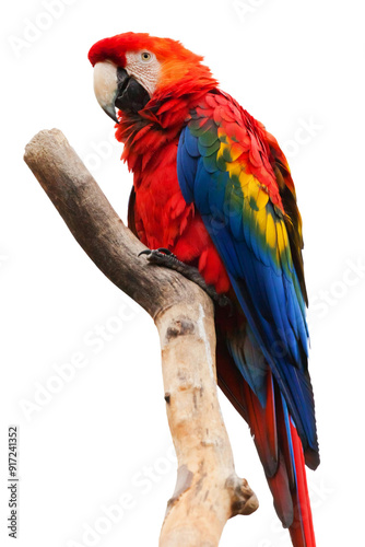 PNG A colorful parrot portrait animal beak bird, Close up of red parrot isolated on transparent background, cutout PNG file. 