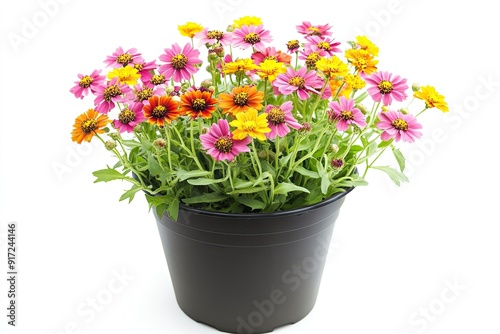 Colorful helenium flowers in the pot isolated on a white background