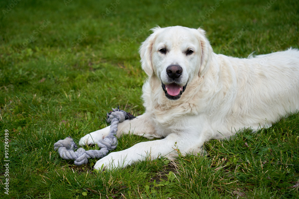 A young white male golden retriever is lying on the green grass, carefully guarding his rope toy, showcasing his protective nature during a peaceful summer day A young white male golden retriever is lying on the green grass, carefully guarding his rope toy, showcasing his protective nature during a peaceful summer day