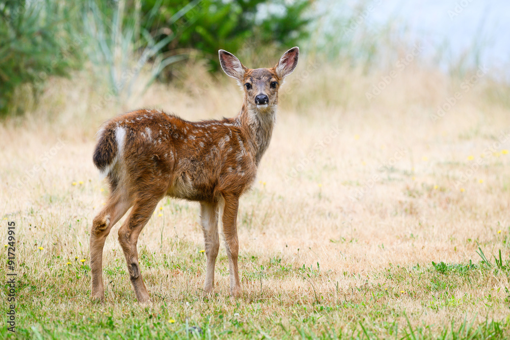 Wild black tailed deer fawn Odocoileus hemionous with face and ears Wild black tailed deer fawn Odocoileus hemionous with face and ears