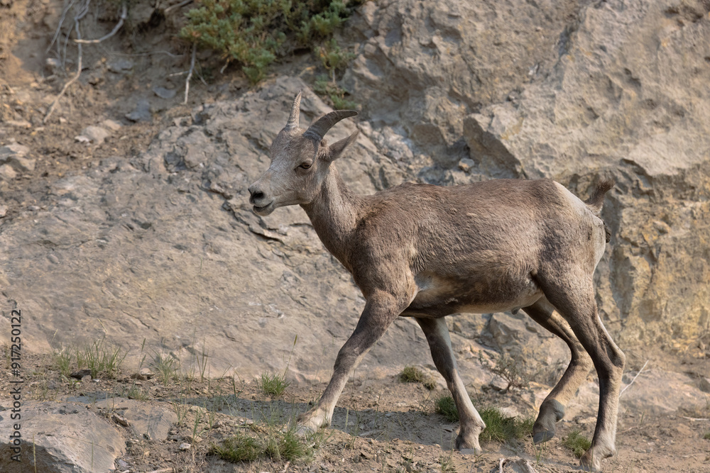 A Rocky Mountain Bighorn Sheep walks along a rocky ledge in Jasper National Park in Alberta Canada just prior to the tragic fire that has been ongoing for almost one month. A Rocky Mountain Bighorn Sheep walks along a rocky ledge in Jasper National Park in Alberta Canada just prior to the tragic fire that has been ongoing for almost one month.