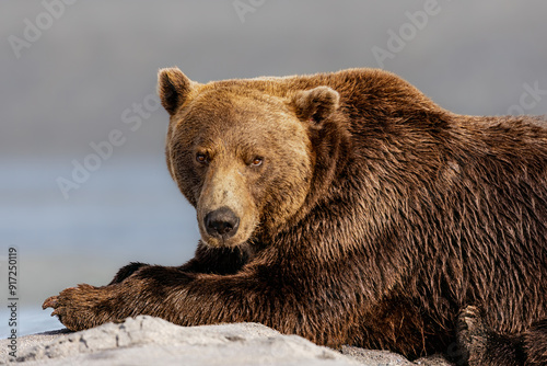 An Alakan Coastal Brown Bear rests in Lake Clark National Park in Alaska along Silver Salmon Creek as it watches for fish. photo