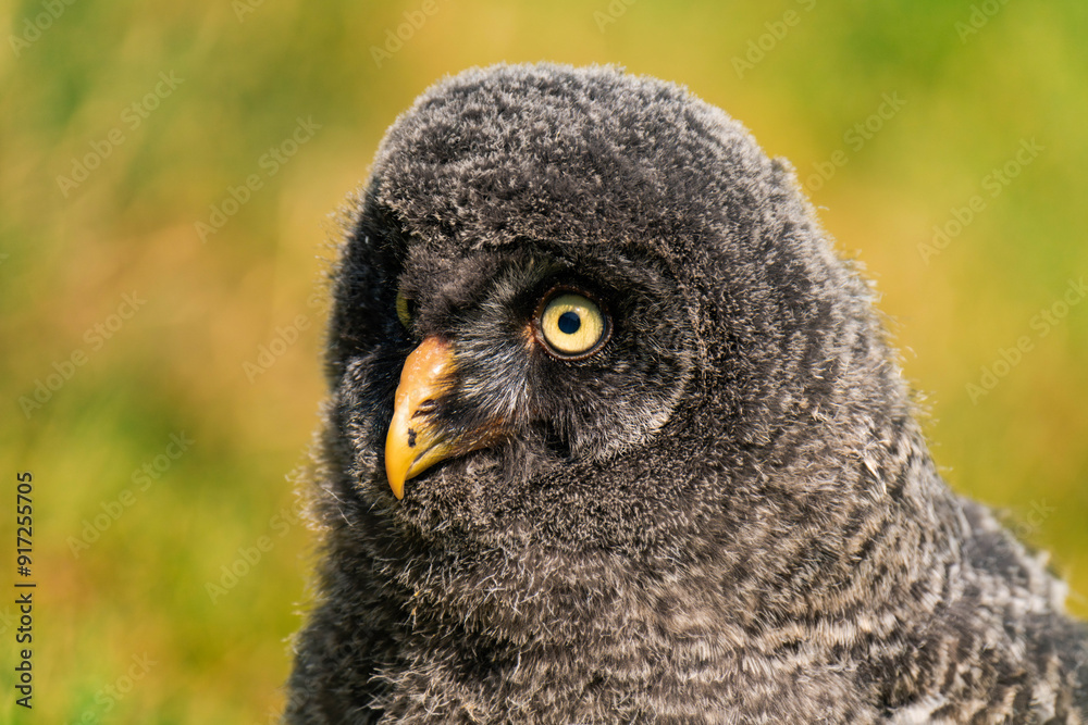 Obraz premium Great grey owl baby owlet