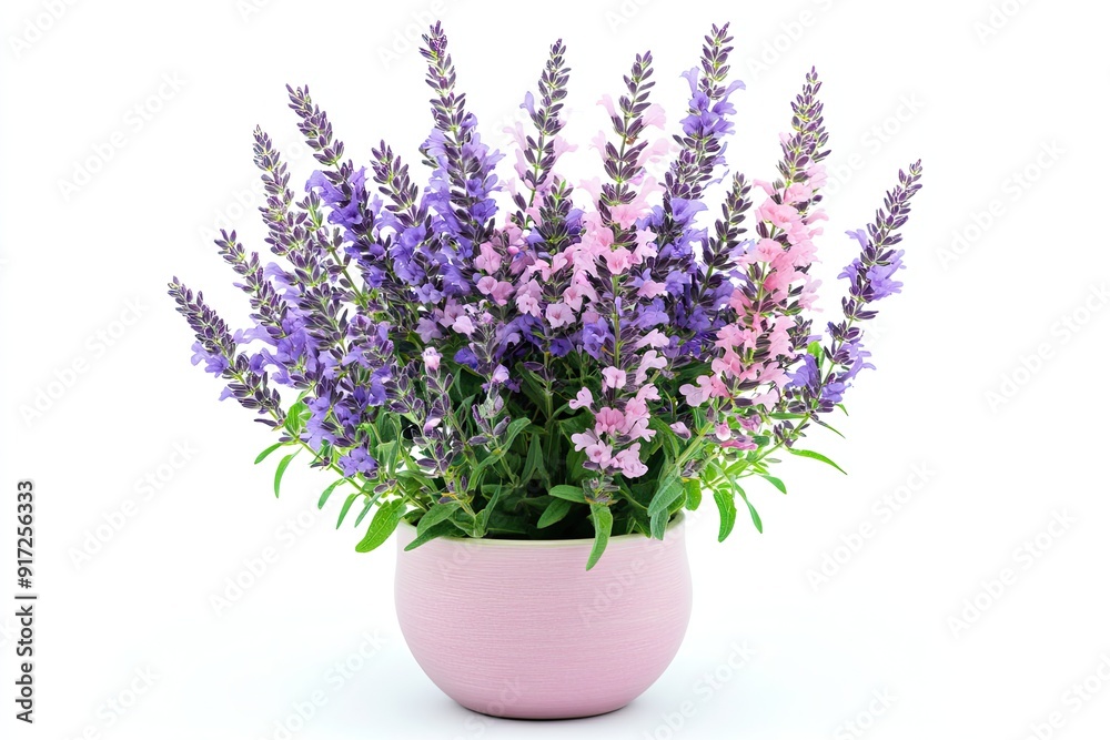 Colorful salvia flowers in the pot isolated on a white background Colorful salvia flowers in the pot isolated on a white background