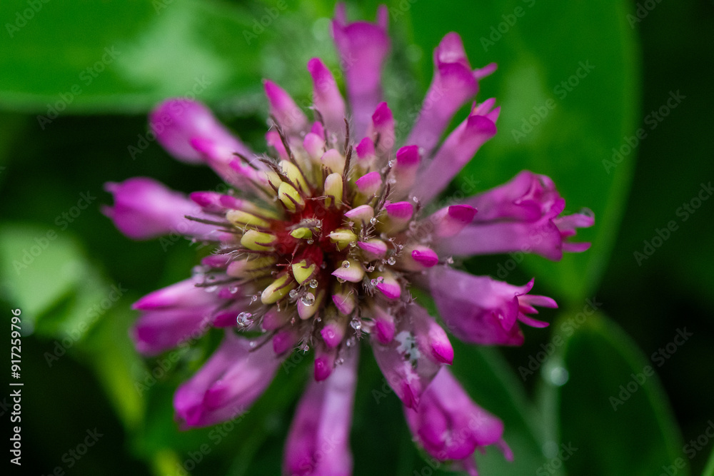 Fototapeta premium Raindrops on Purple Flower