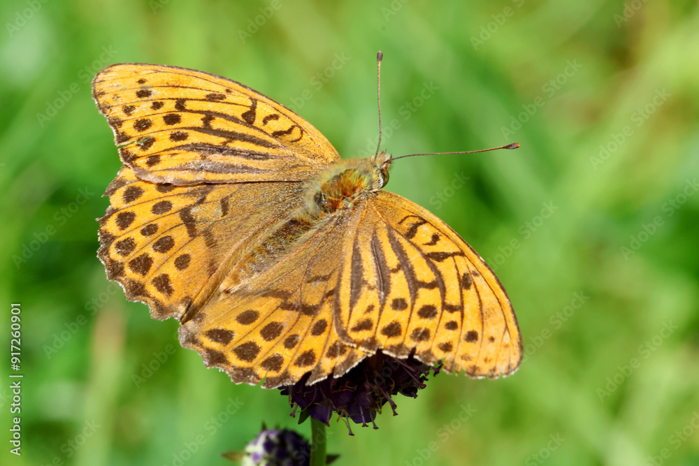 Silver-washed fritillary Silver-washed fritillary