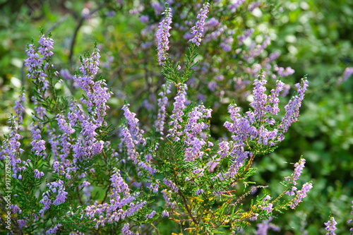 Mystischer Felsenpfad in den Vogesen oberhalb von La Vancelle