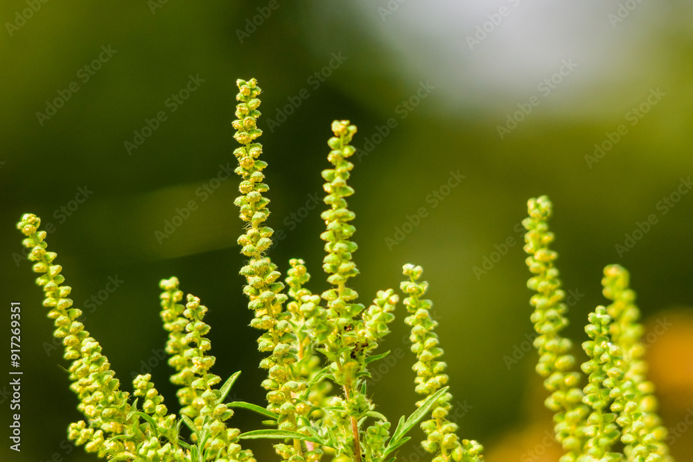 Bush of the ragweed or ambrosia, dangerous allergenic plant Bush of the ragweed or ambrosia, dangerous allergenic plant