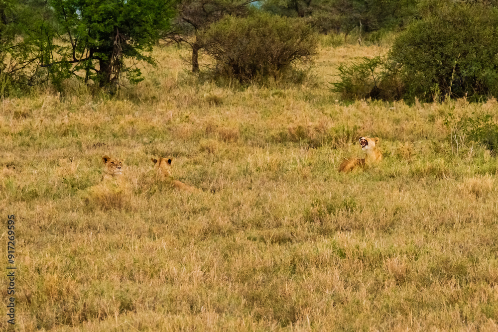 Lion (Panthera leo) resting in a grass. Serengeti national park, Tanzania Lion (Panthera leo) resting in a grass. Serengeti national park, Tanzania