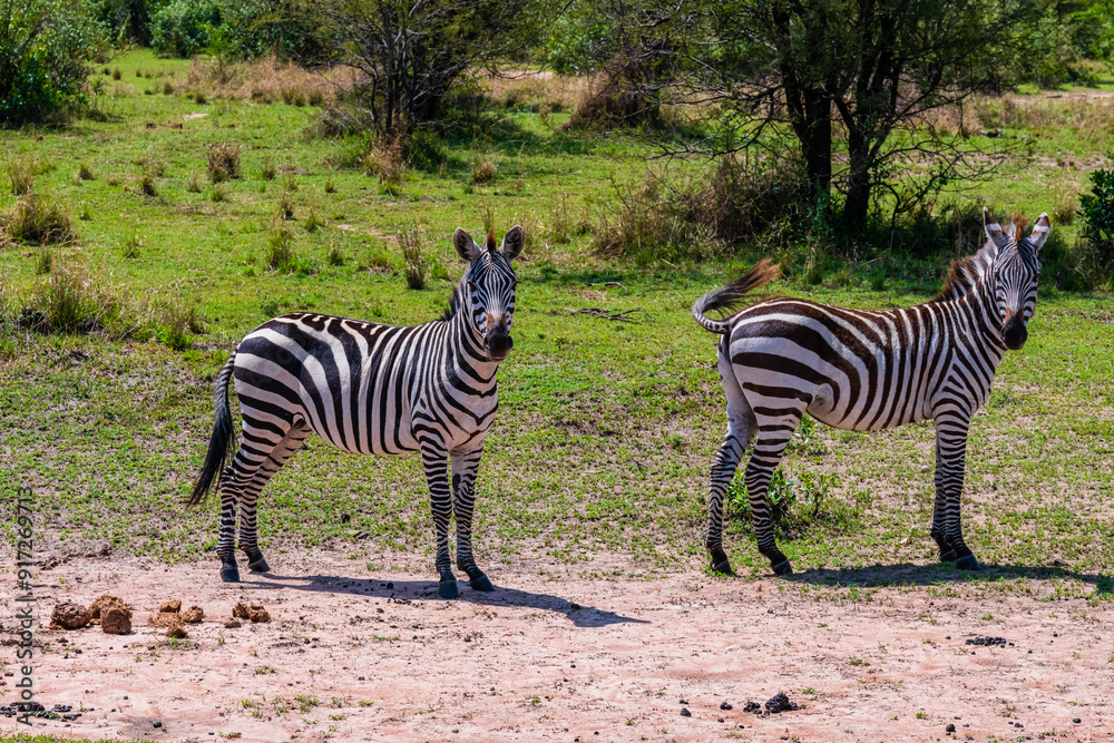 Obraz premium Zebras (Hippotigris) at the Serengeti national park, Tanzania. Wildlife photo