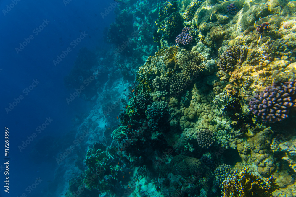 Colonies of the corals and tropical fishes at coral reef in Red sea Colonies of the corals and tropical fishes at coral reef in Red sea