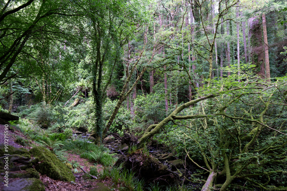 Killarney, Ireland - By Torc Waterfall