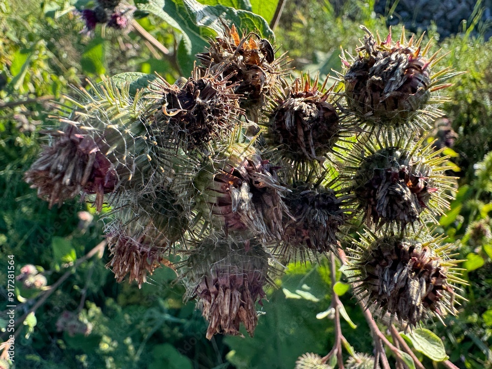 pine cone flower pine cone flower
