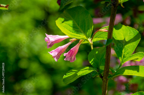 Pink flowers of Weigela praecox plant close-up in garden