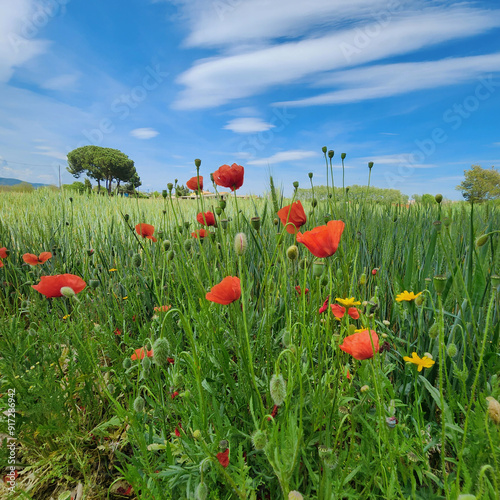 Scarlet poppies and yellow chamomile among ripening wheat against the blue spring sky. Flowers and grass. Sunny, beautiful day.