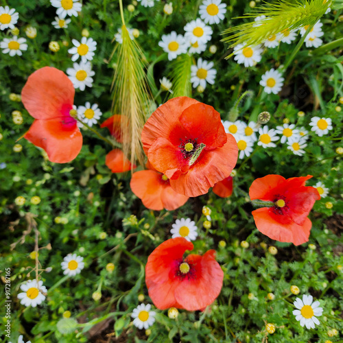 Scarlet poppies and daisies among fresh grass and ears of corn in the meadow. Wild flowers and grass background.