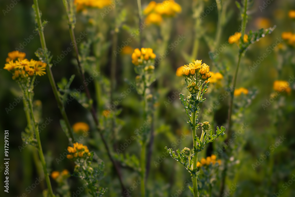 Obraz premium Yellow flowers in a summer meadow