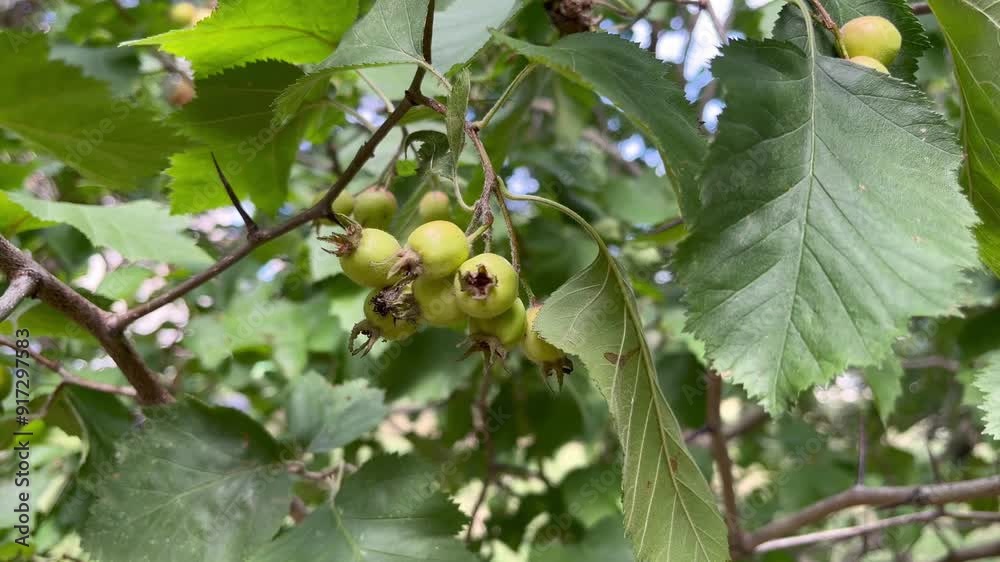 hawthorn branch with green leaves and green unripe fruits hawthorn branch with green leaves and green unripe fruits