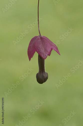 Rhodochiton atrosanguineus, purple bell vine, also known as Black Man's Willy photo