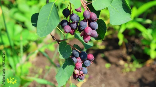 Close-up of a bunch of ripe berries of the Amelanchier photo