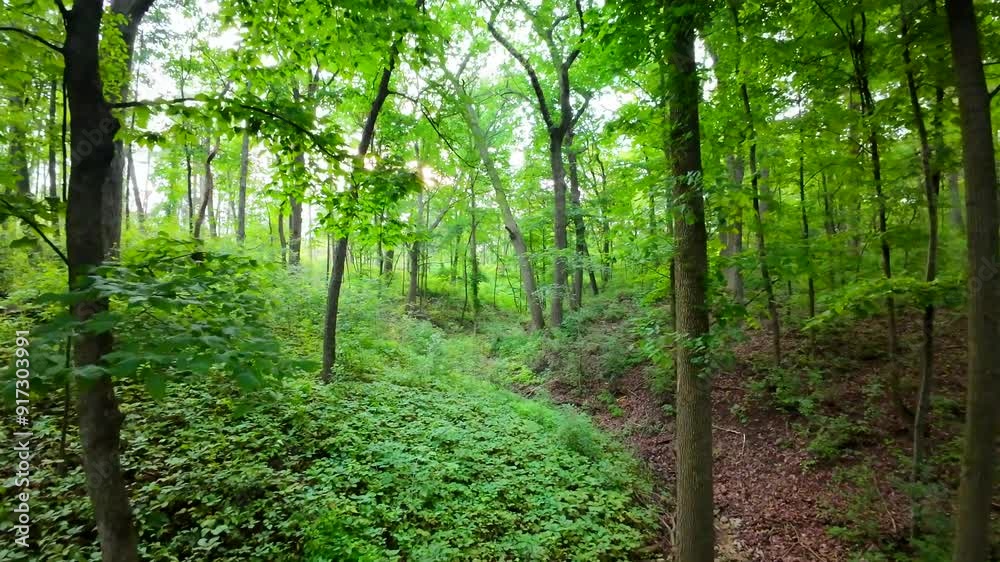 Floating through fertile green forest at sunrise as if in a dream

