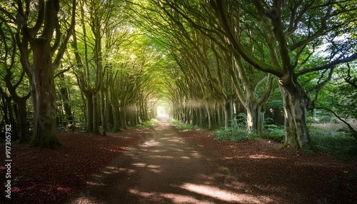 path in the forest enchanting halnaker tree tunnel in west sussex uk with sunlight and ancient road photo