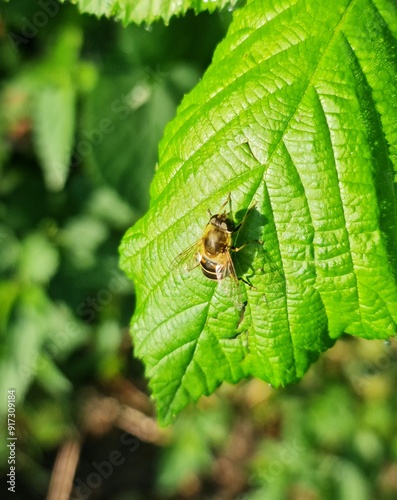 Fly on leaf, Eristalis nemorum photo