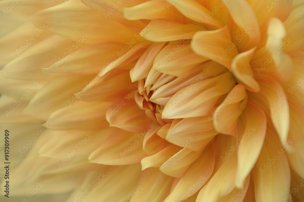 A close up of an orange dahlia A close up of an orange dahlia