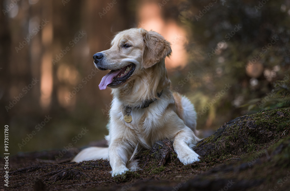 Golden Retriever Golden Retriever
