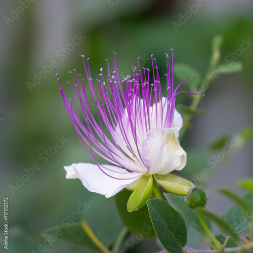 A Caper Flower Close Up photo