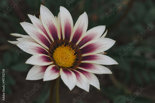 Gazania rigens. The rigid treasure flower.