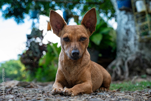 Perros chihuahuas de orejas grandes exploran un sendero de grava en un entorno natural. El fondo borroso y la baja perspectiva destacan la curiosidad y la tranquilidad del momento.