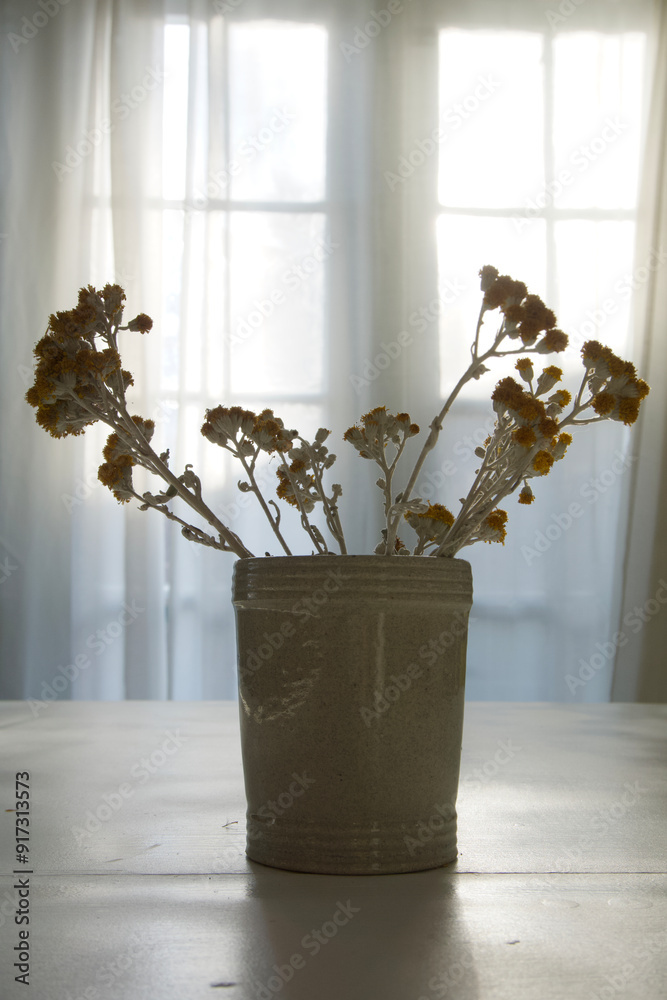 Fototapeta premium Dried Flowers Silver Dust Ragwort in vase ceramic