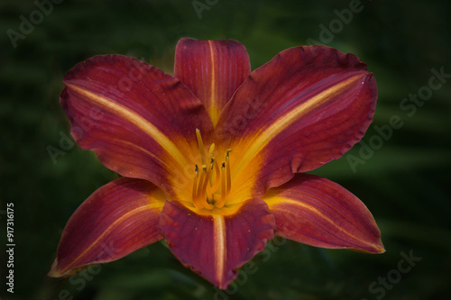 Hemerocallis 'Missenden' 