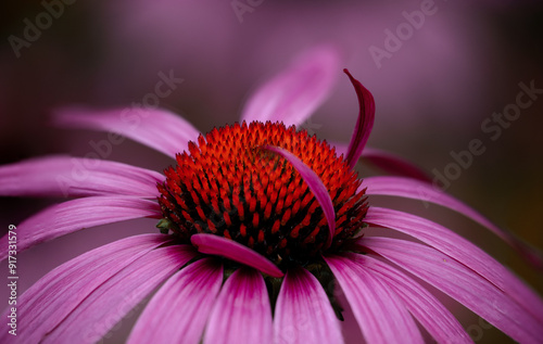 Purple Cone Flower photo