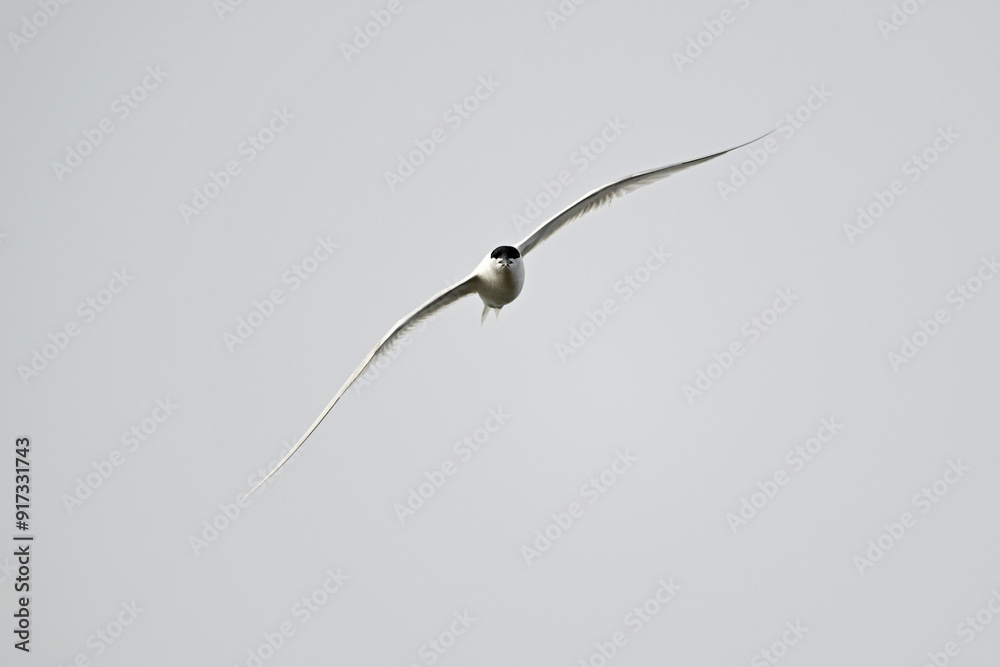 Brandseeschwalbe // Sandwich tern (Thalasseus sandvicensis) Brandseeschwalbe // Sandwich tern (Thalasseus sandvicensis)