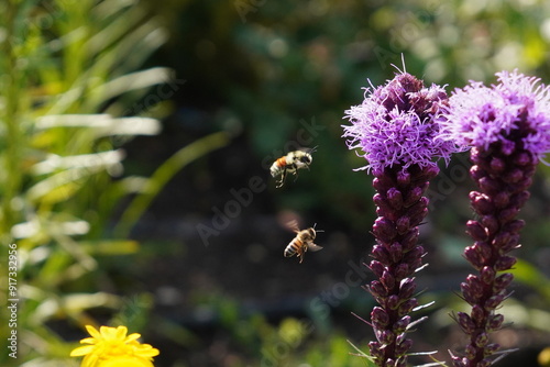 bumblebees on a flower