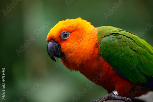 Canvas Print Orange head parrot humour why so serious