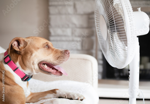 Dog in front of fan while lying on sofa. Puppy dog enjoying the cool air from electric fan. Dog panting. Keeping cat, dogs and pets cool in summer heat. Female Boxer Pitbull mix. Selective focus.
