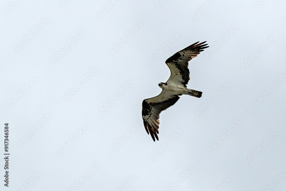 Osprey high in cloudy sky, search for prey, with copy space. Osprey high in cloudy sky, search for prey, with copy space.