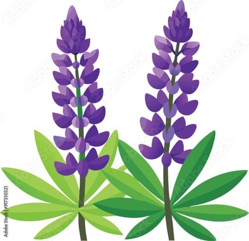 Two vibrant purple lupine flowers emerge from lush green leaves. photo