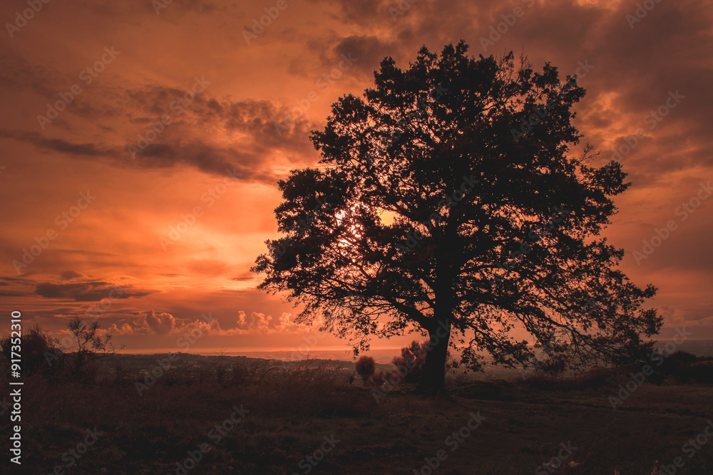 beautiful sunset in the wood beautiful sunset in the wood