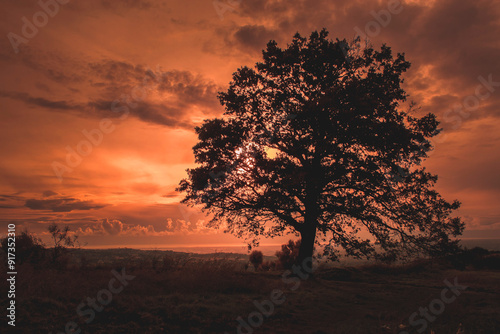 beautiful sunset in the wood photo