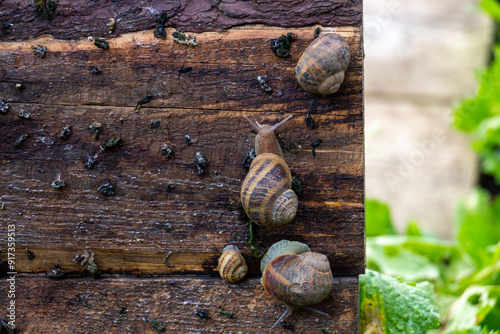 Edible snail farm, growing mollusks, snails crawling on wooden board, close-up. Helix Aspersa Muller, Maxima Snail