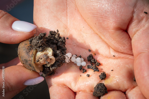 A snail laying eggs, caviar in a soil nest. Close-up demonstration of white eggs of edible snails on a woman's palm. Edible snail farm, growing mollusks. Helix Aspersa Muller, Maxima Snail photo