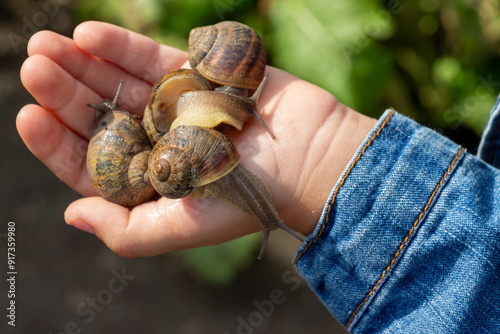 The boy is holding a snail in his hand, close-up. Edible snail farm, growing mollusks. Helix Aspersa Muller, Maxima Snail photo