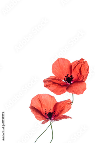 The isolated red poppies