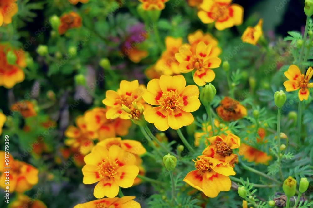 yellow marigolds growing in a flower garden yellow marigolds growing in a flower garden