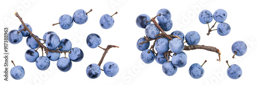 Fresh blackthorn berries with twig, prunus spinosa isolated on white background. Top view. Flat lay photo